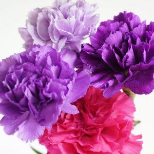 Fancy Carnation Flowers
