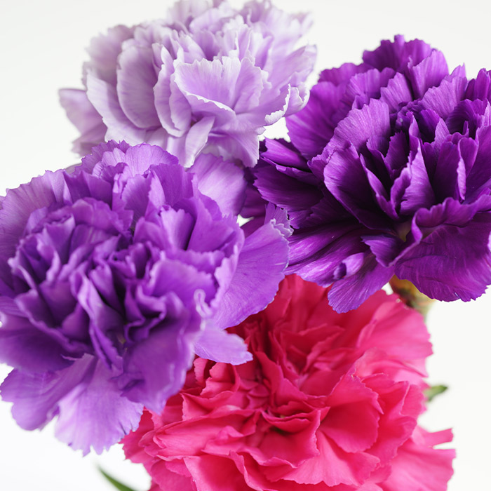 Different shades of carnations which can be swapped out for peonies when they are not in season.