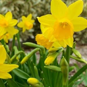 Daffodil Flowers