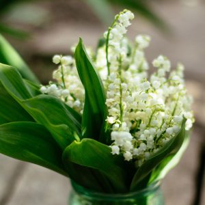 Lily Of The Valley Flowers