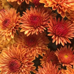 Chrysanthemums