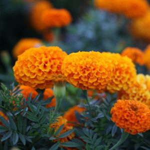 Marigold Flowers
