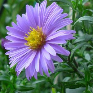 Aster Flowers-