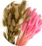 Bunnie Tails know as Lagurus Ovatus Preserved pink or natural color