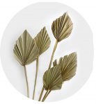 Palm Spear Preserved Mini Natural Leaves