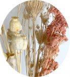 Dried Poppies and Achillea Dried Pink