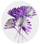 Palm Sun Dried Purple