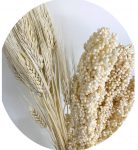 Natural Phalaris Dried and Sorghum Bleached Florals