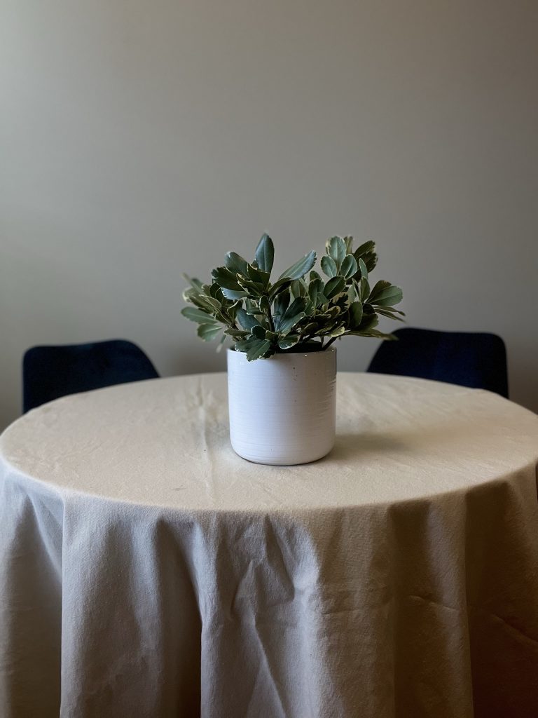white vase with variegated pittosporum