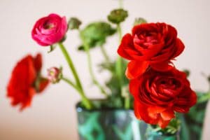 Ranunculus colors and the meaning