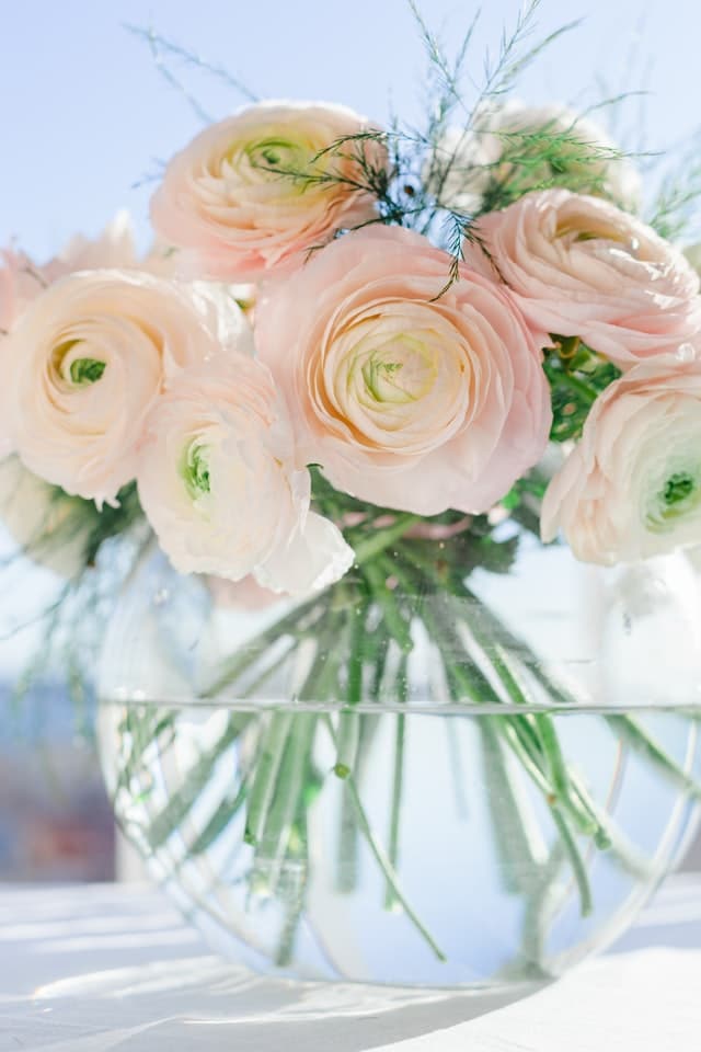 Flower Care for Ranunculus Flower