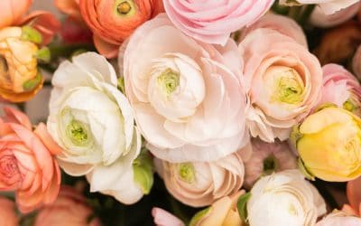 How to Care for Ranunculus