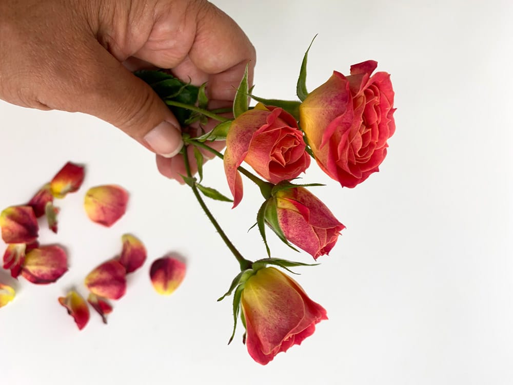 Removing Guard Petals from Roses