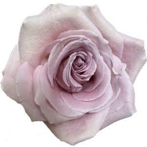 a single stem of rose faith. A lavender/mauve rose