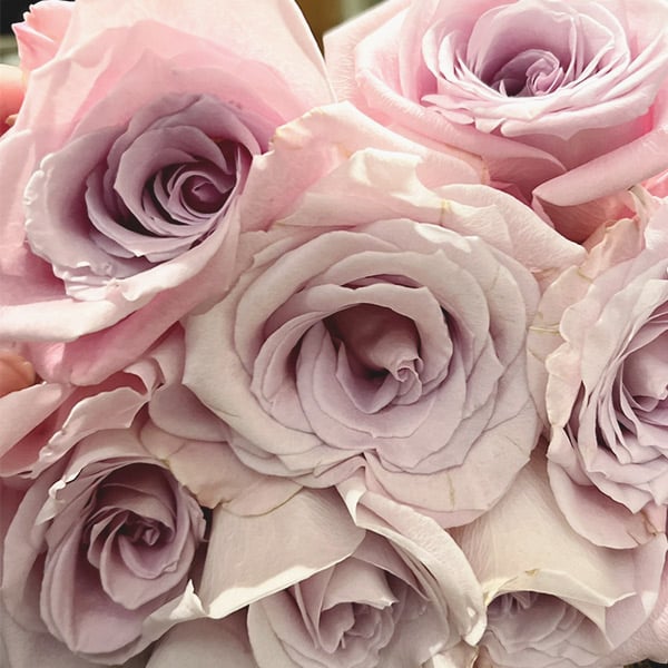rose faith is a pink/lavender rose.
