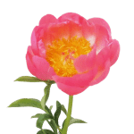 Add Peach Peony to wedding bouquet