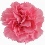 Save more and add Pink Carnations to DIY bouquet