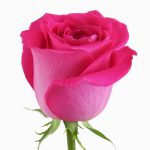Hot Pink Rose