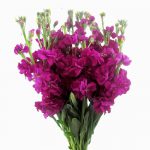 Fuschia Stock is added to DIY wedding bouquet