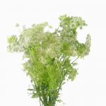 Add Queen Annes Lace to wedding bouquet
