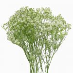 Baby's Breath