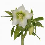 Helleborus White Flower