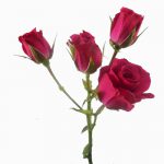 Hot Pink Spray Roses