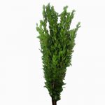 Myrtle Greenery