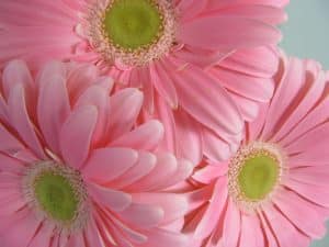 three light pink gerbera daisies
