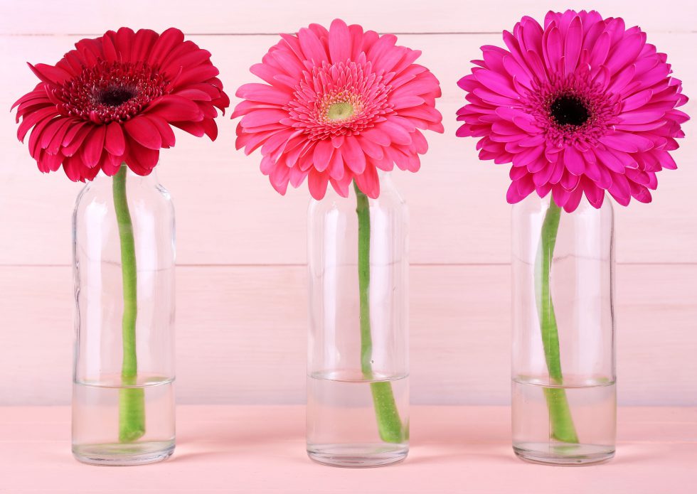 Gerbera Daisies Why we love them Blooms By The Box