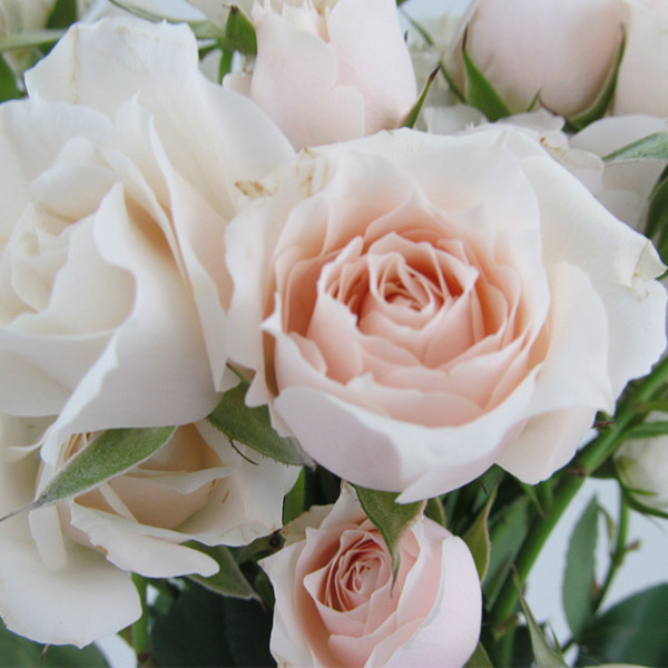 Spray Roses: Why We Love Them