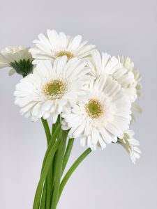 A bunch of white gerbera daisies