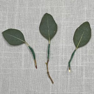 Eucalyptus Leaves
