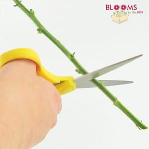 A pair of floral shears cutting the stem of a flower.