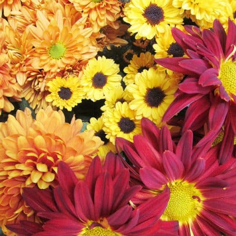Chrysanthemums: Why we love them - Blooms By The Box