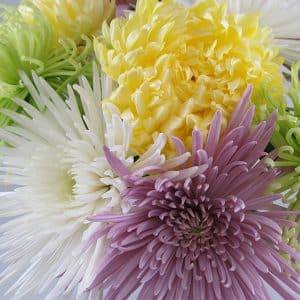 white and lavender mums