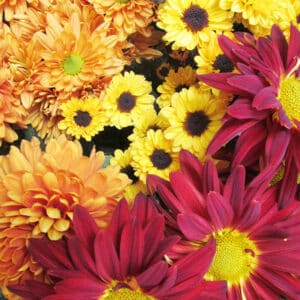 An array of mums.