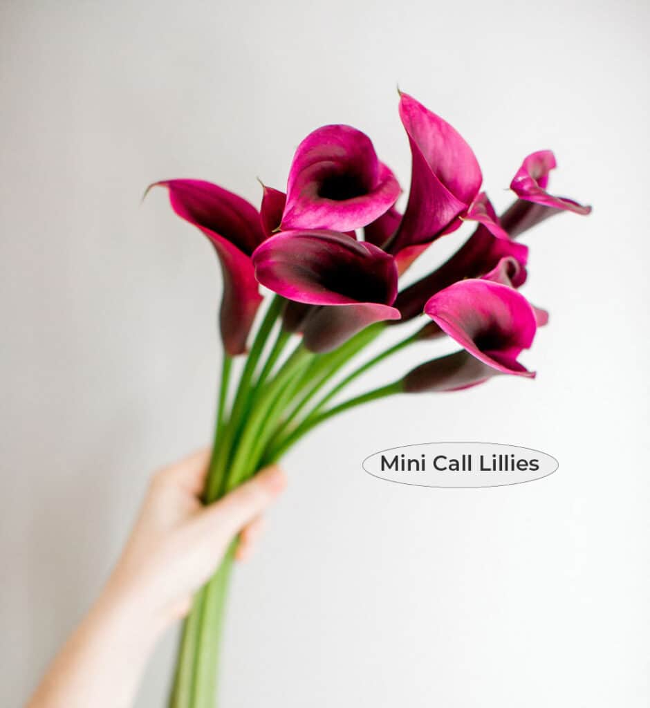 Mini Calla Lillies for Fall DIY Wedding Bouquets