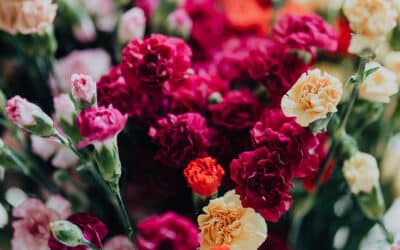 January Birth Flower: Carnations