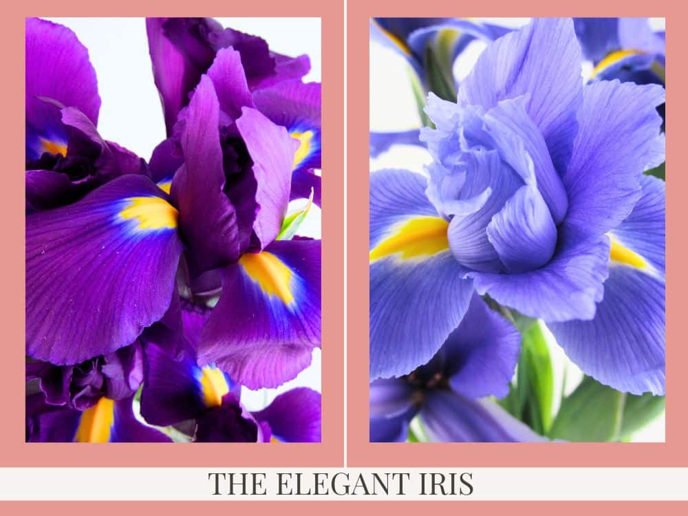 A purple Iris and a light blue Iris.