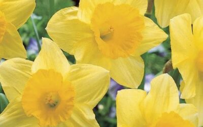 March Birth Flower: Daffodils