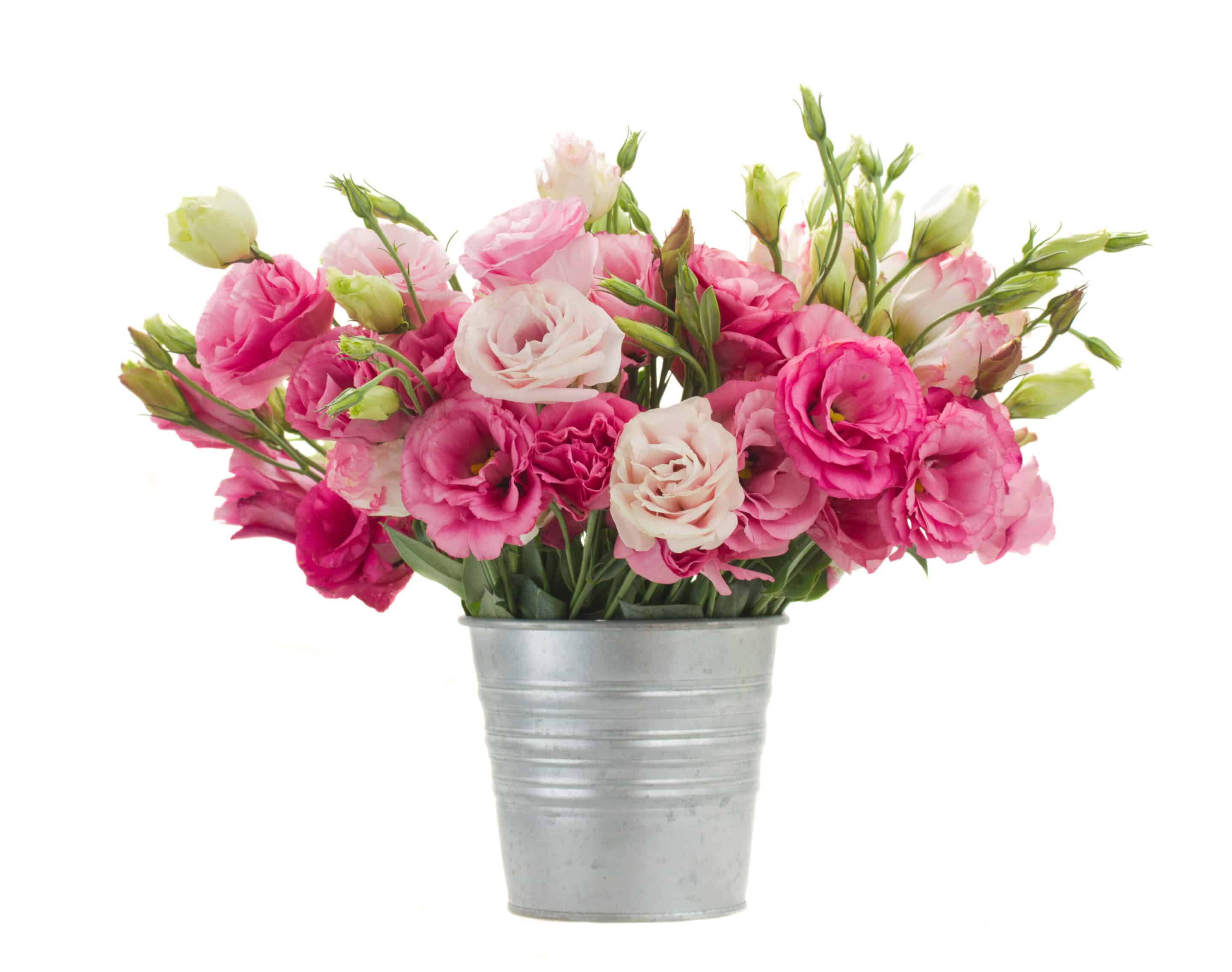 a bucket of pink lisianthus