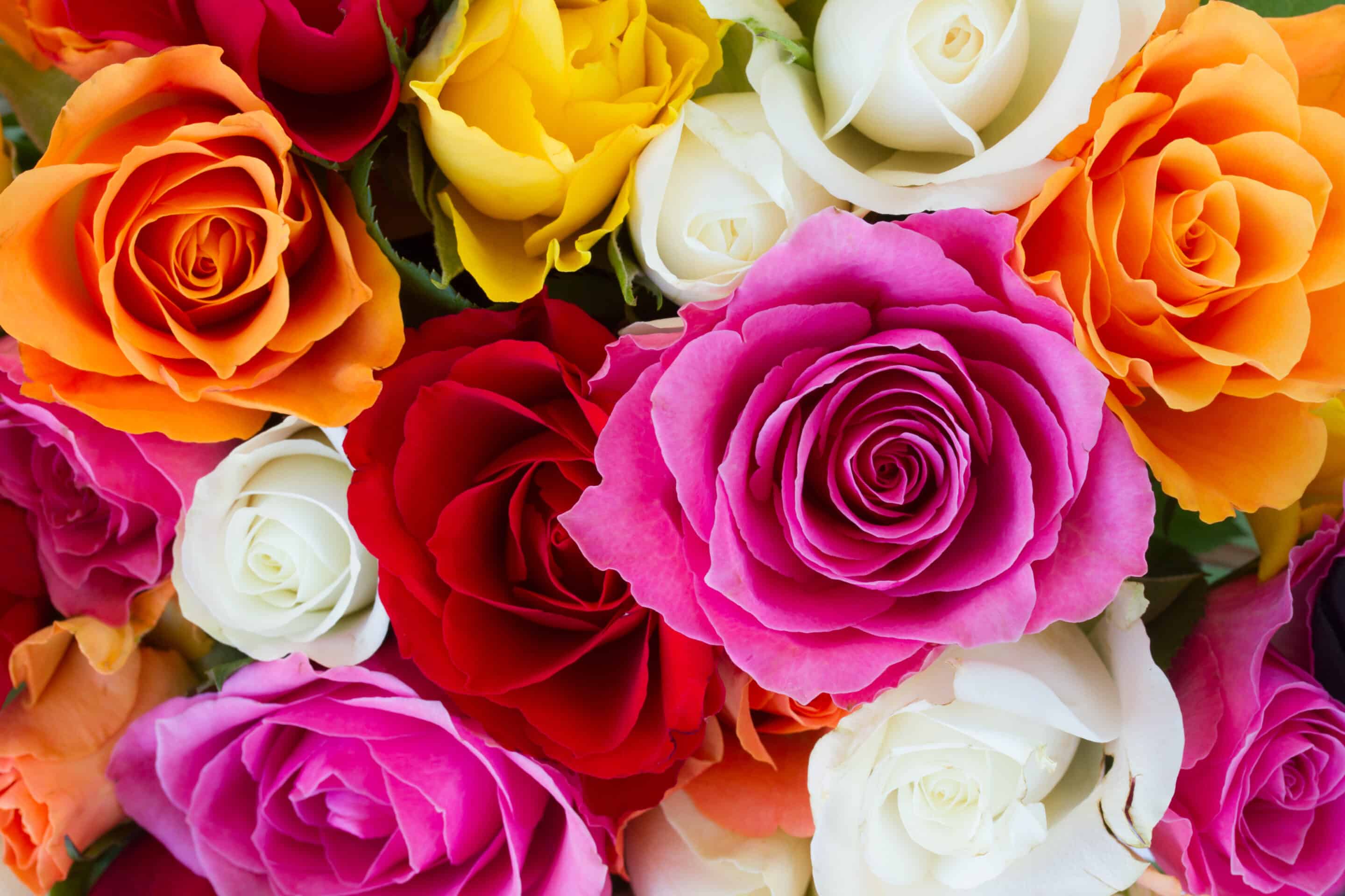 Stunning roses in pink, orange, red, white, and yellow.