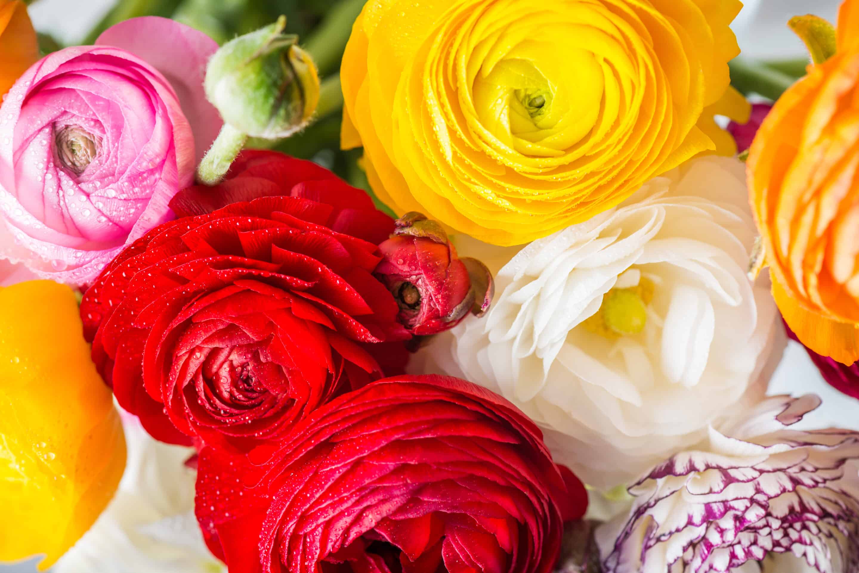 ranunculus flowers in pink, yellow, white, red, and orange.