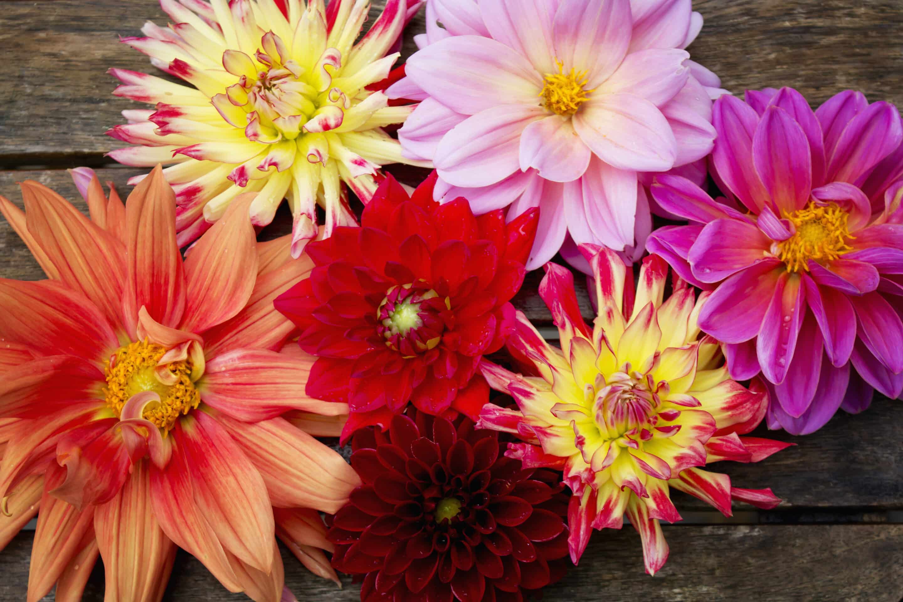 Dahlias in varying shades of pink, red, and orange.