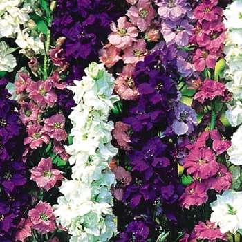 July Birth Flower: Larkspur