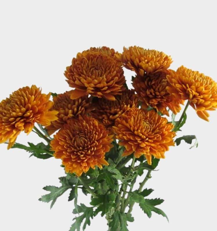 bronze cremon chrysanthemums