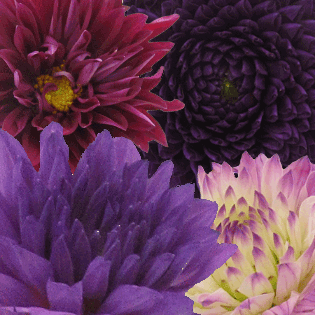 a mix of purple shade dahlias