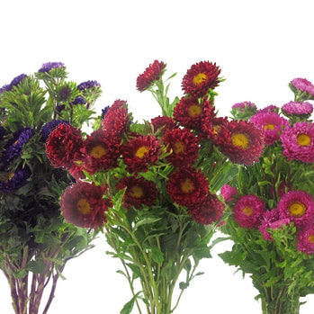 matsumoto asters in pink, purple, and red