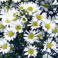 white monte casino asters